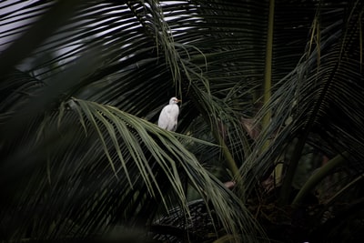 白鸟在绿色的棕榈树
